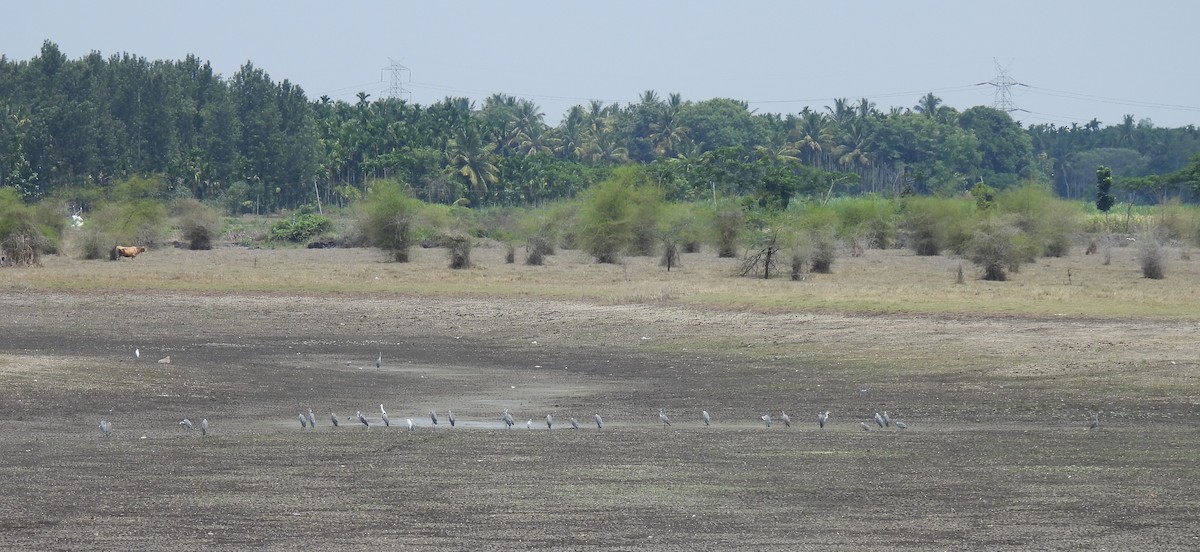 Gray Heron - Sahana M