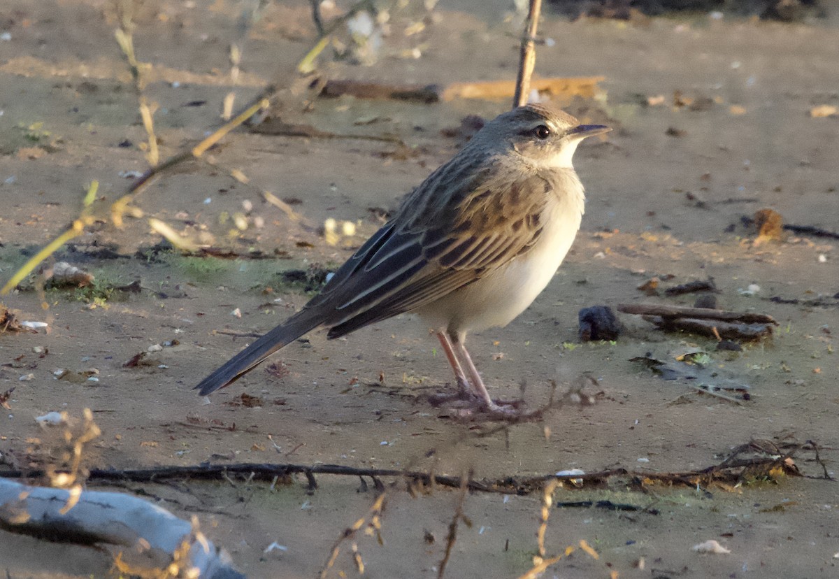 Rufous Songlark - Yvonne van Netten