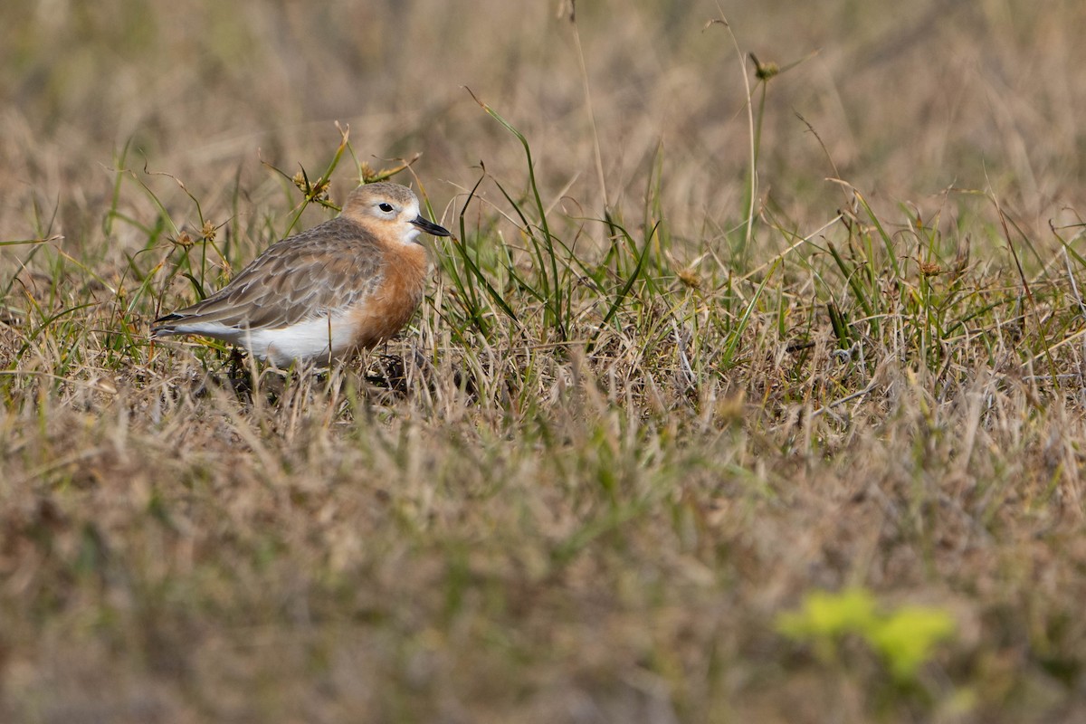 Red-breasted Dotterel - Brendan Tucker