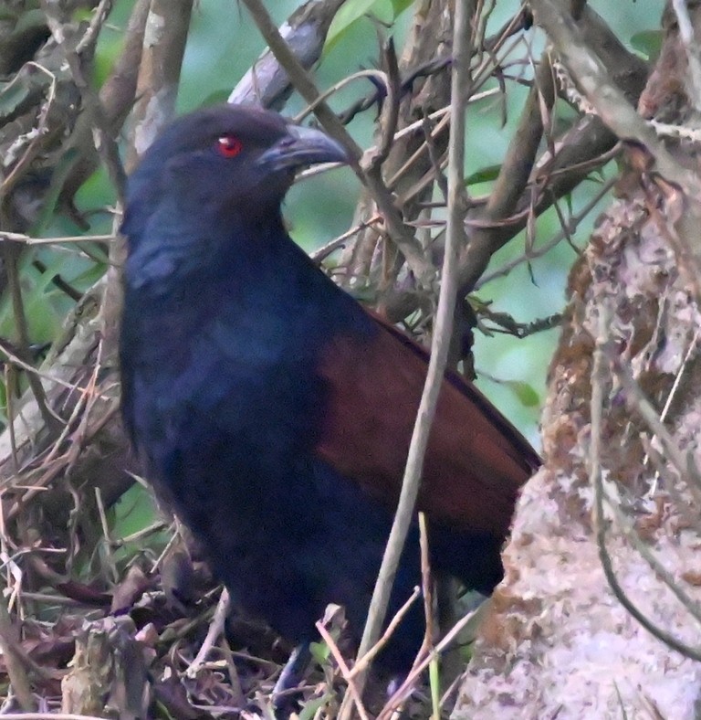 Greater Coucal - ML618954143