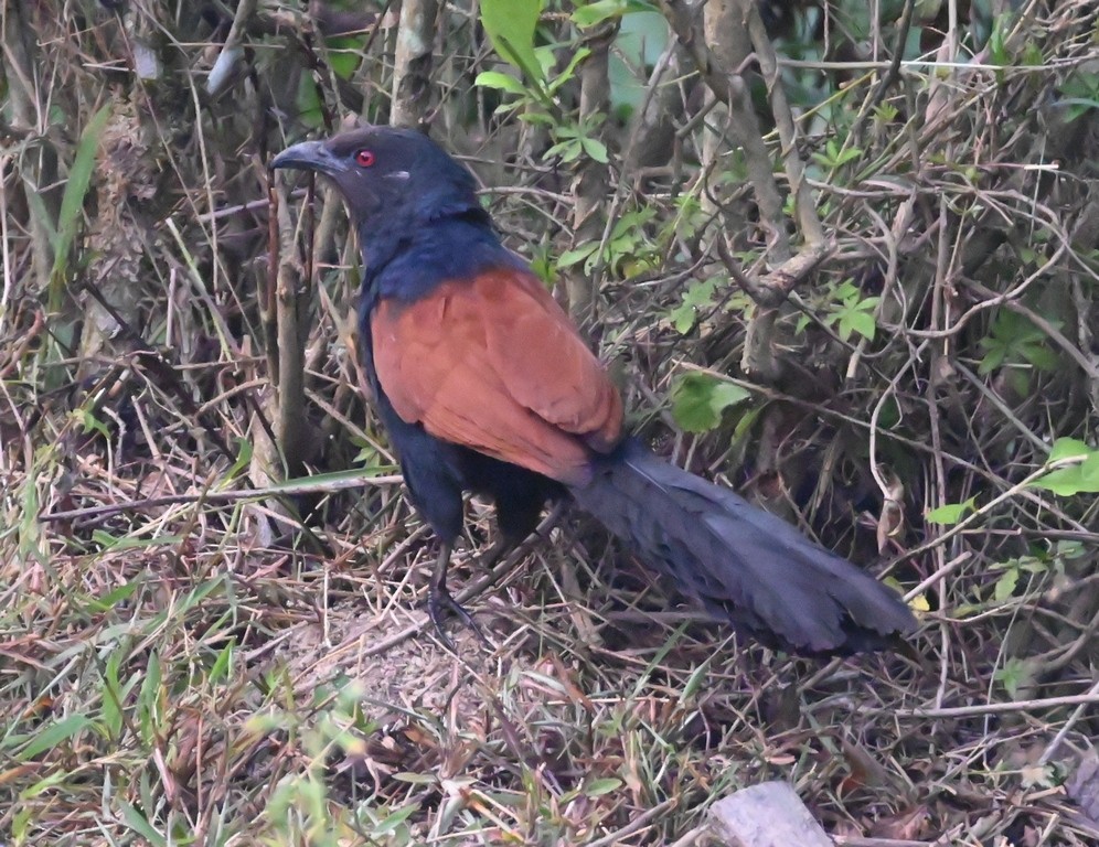 Greater Coucal - ML618954145