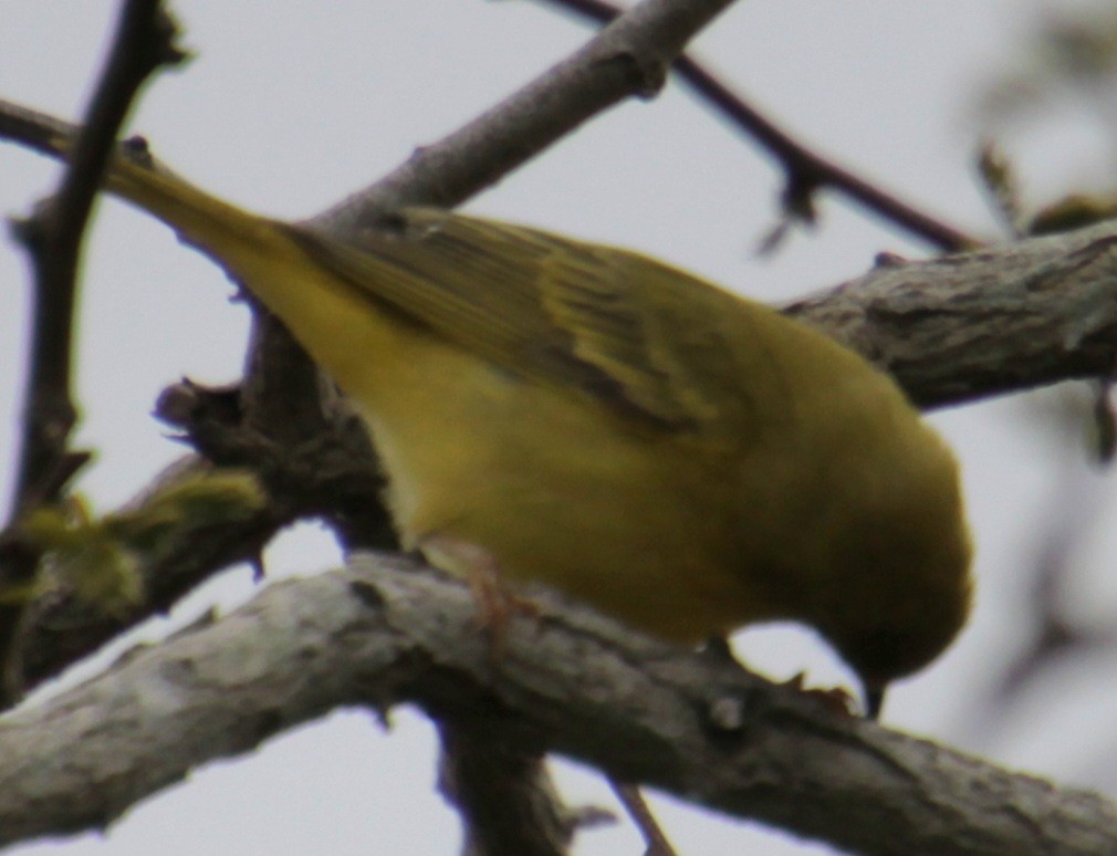 Yellow Warbler (Northern) - Samuel Harris