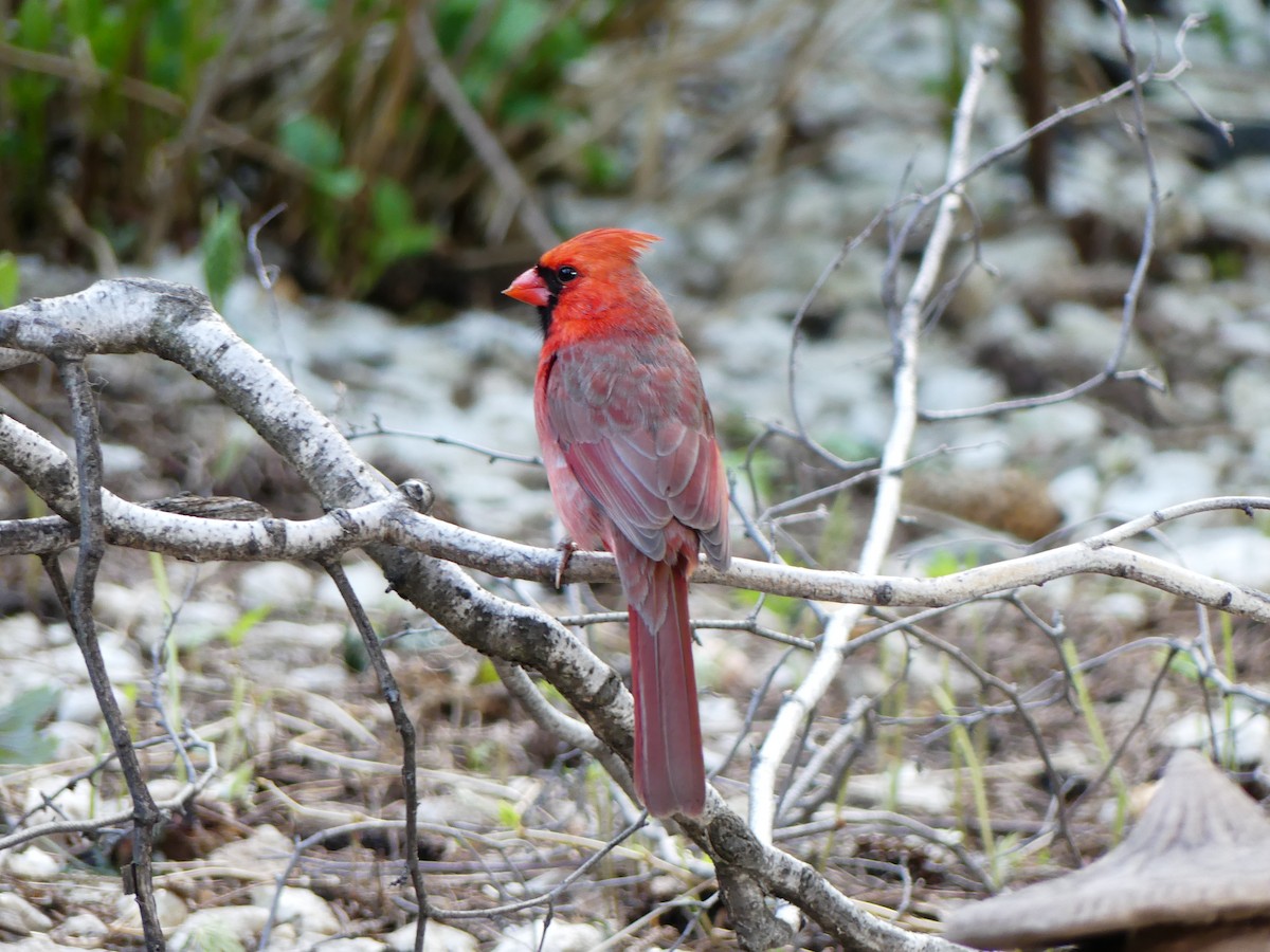 Northern Cardinal - Carole McDonald