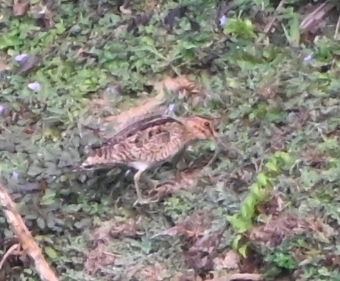 snipe sp. - Nanda Ramesh