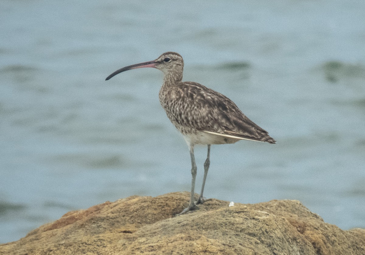 Regenbrachvogel - ML618954191