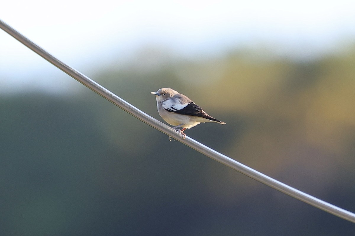 White-shouldered Starling - Woochan Kwon