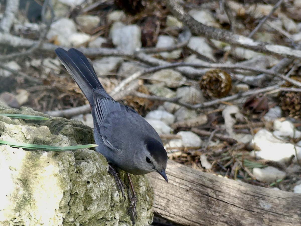 Gray Catbird - Carole McDonald