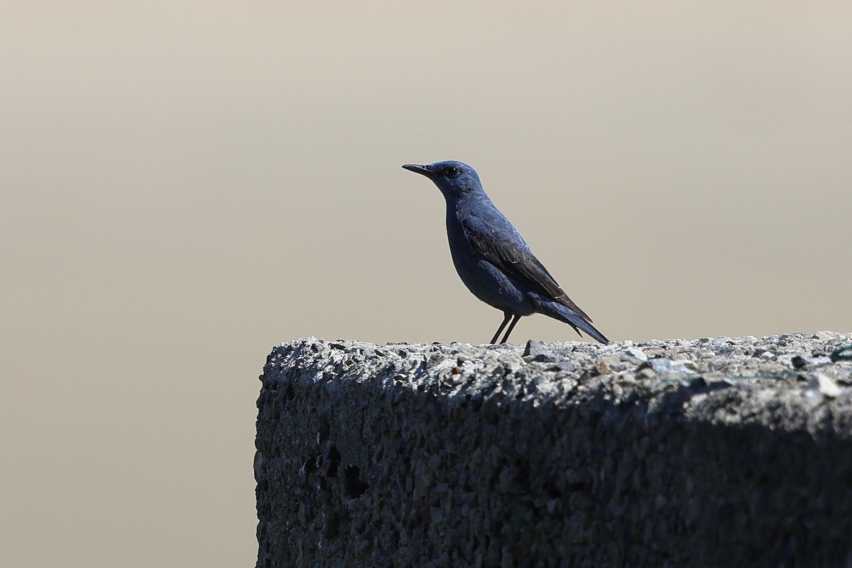 Blue Rock-Thrush (pandoo) - Woochan Kwon