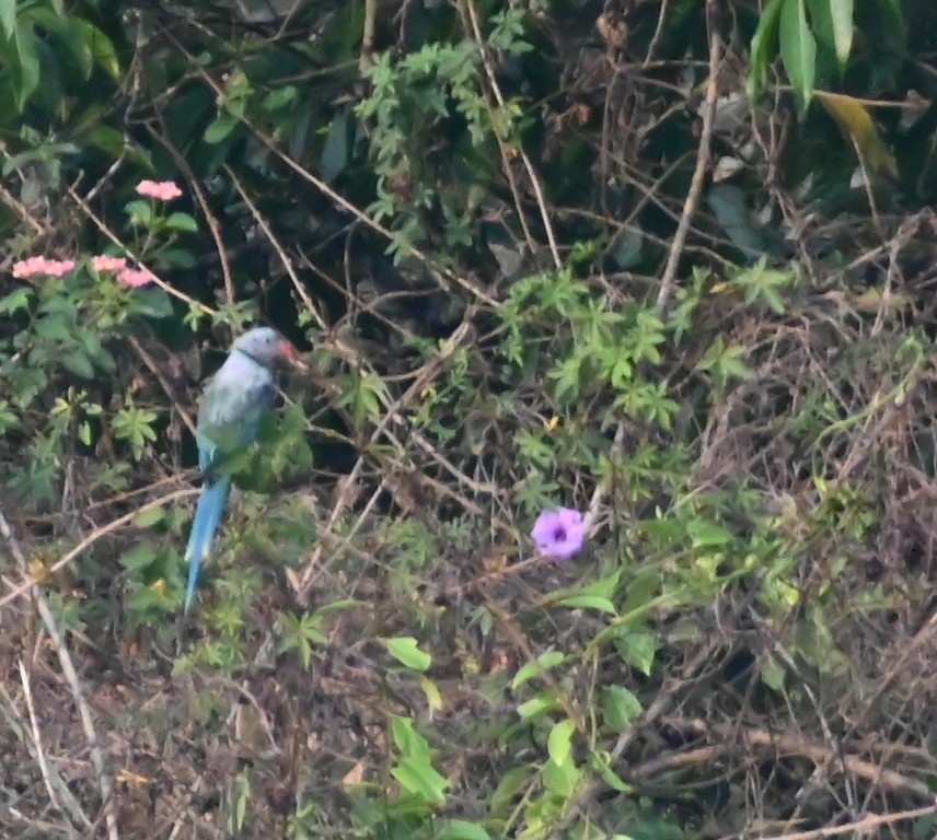 Malabar Parakeet - ML618954222