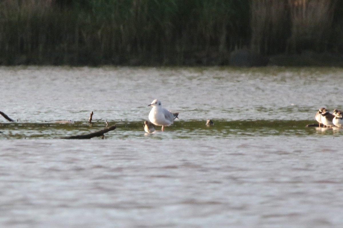 Bonaparte's Gull - ML618954234