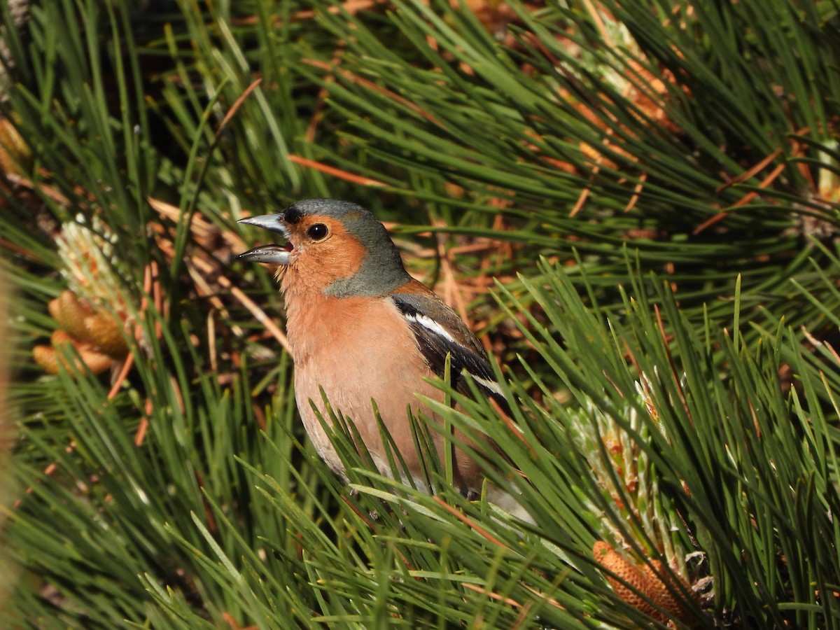 Common Chaffinch - ML618954238