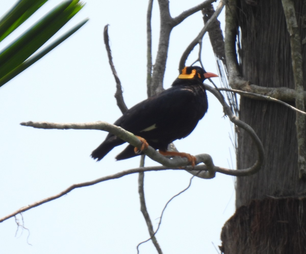 Southern Hill Myna - ML618954248