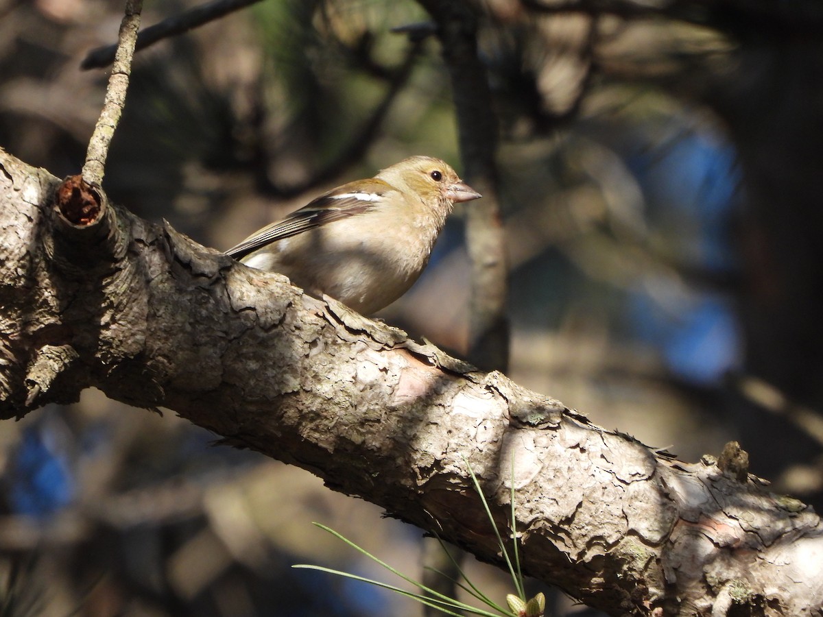 Common Chaffinch - ML618954256