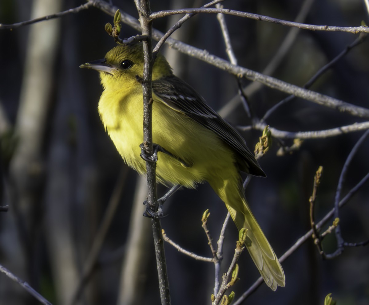 Orchard Oriole - ML618954259