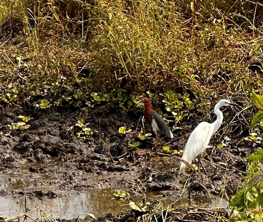 volavka čínská - ML618954261