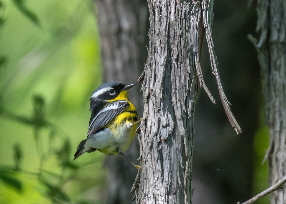 Magnolia Warbler - ML618954270