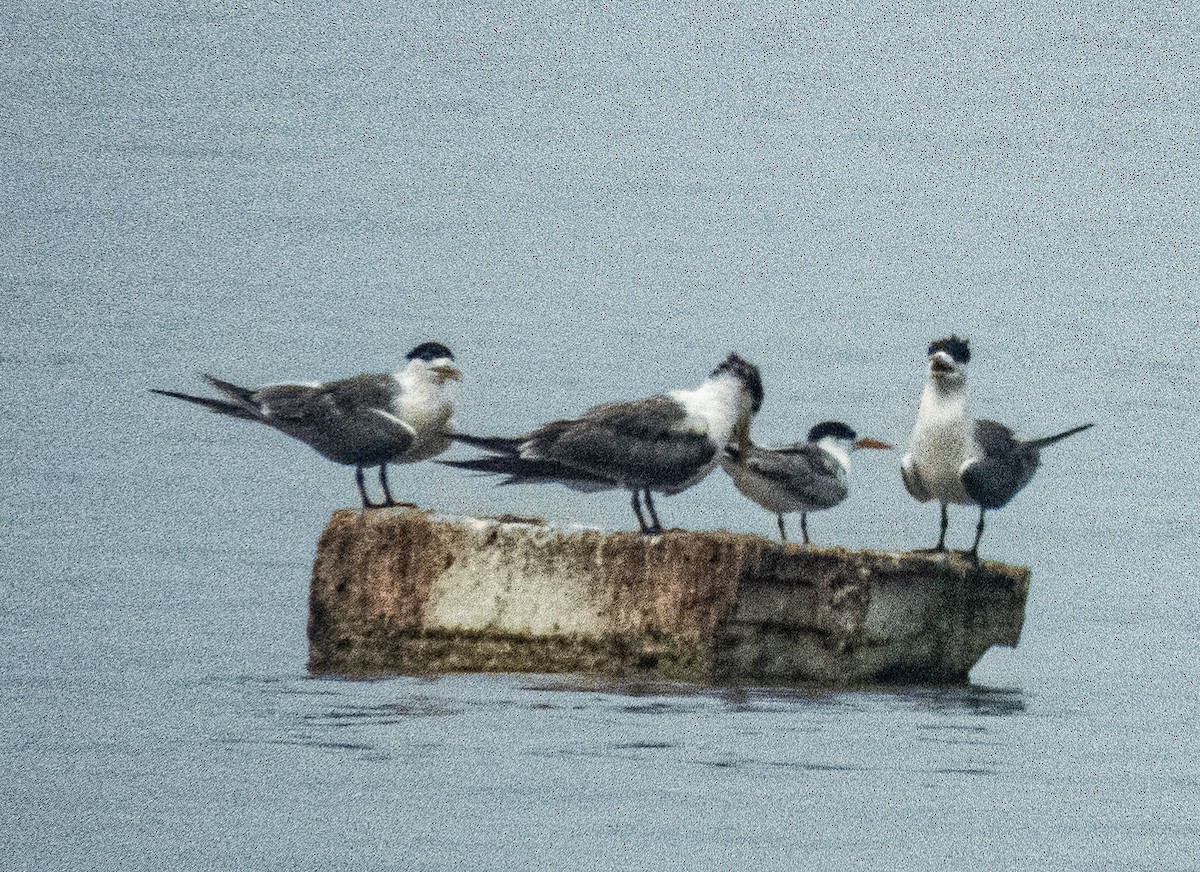 Great Crested Tern - ML618954273