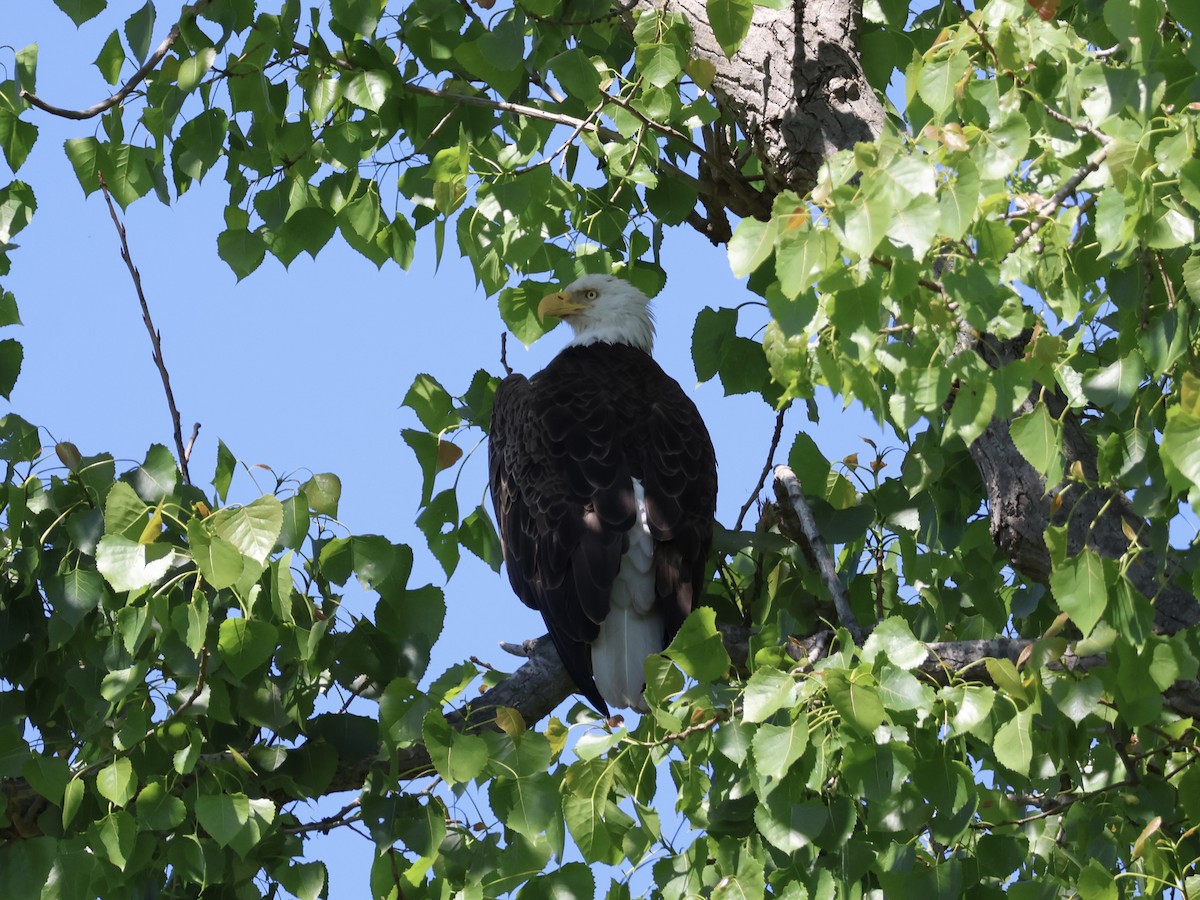 Bald Eagle - Joanne Morrissey