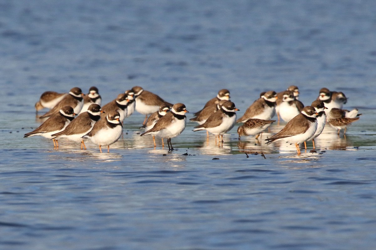 Semipalmated Plover - Sean McCandless