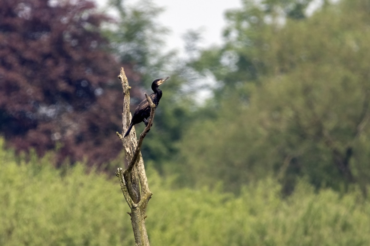 Great Cormorant - Richard Styles