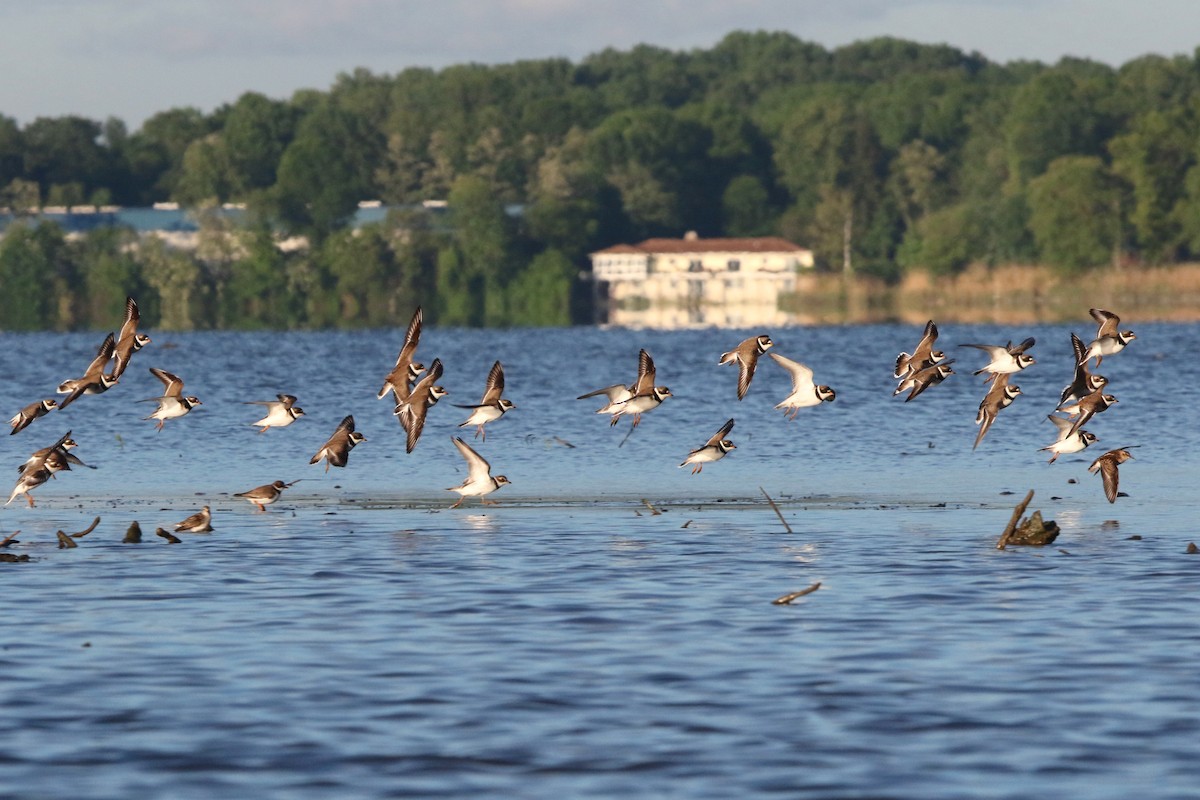 Semipalmated Plover - ML618954321