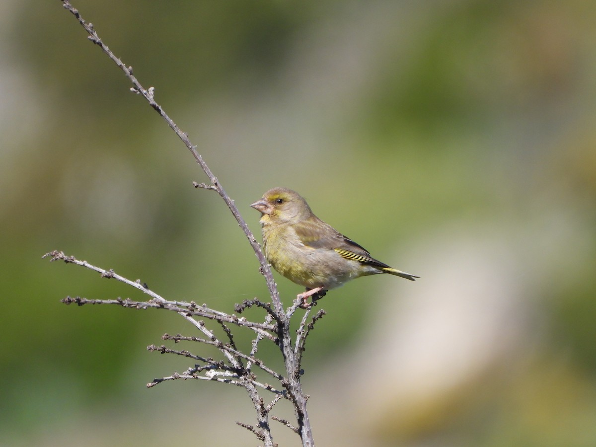 European Greenfinch - ML618954322