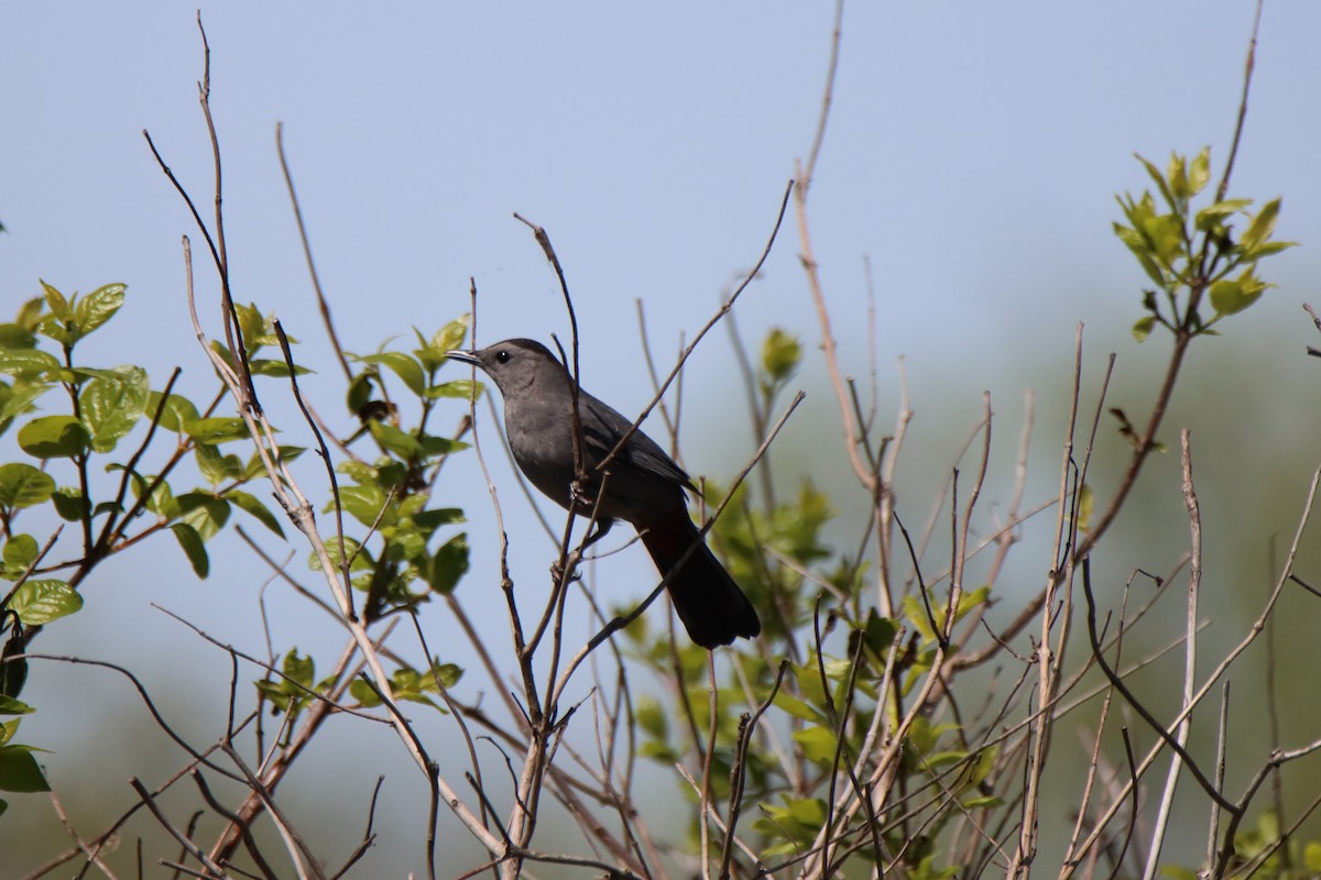 Gray Catbird - Vicky Atkinson