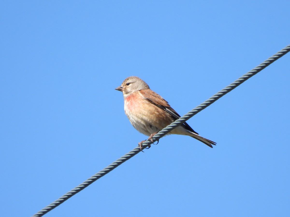 Eurasian Linnet - ML618954342