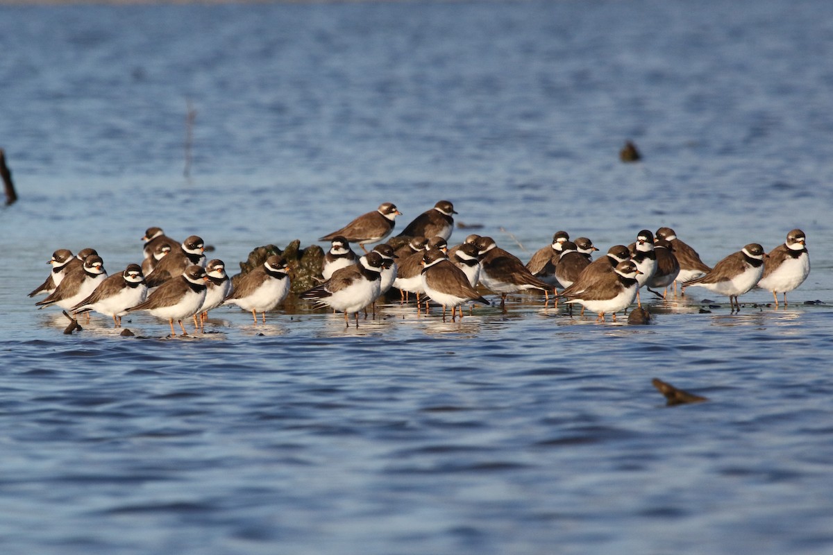 Semipalmated Plover - Sean McCandless