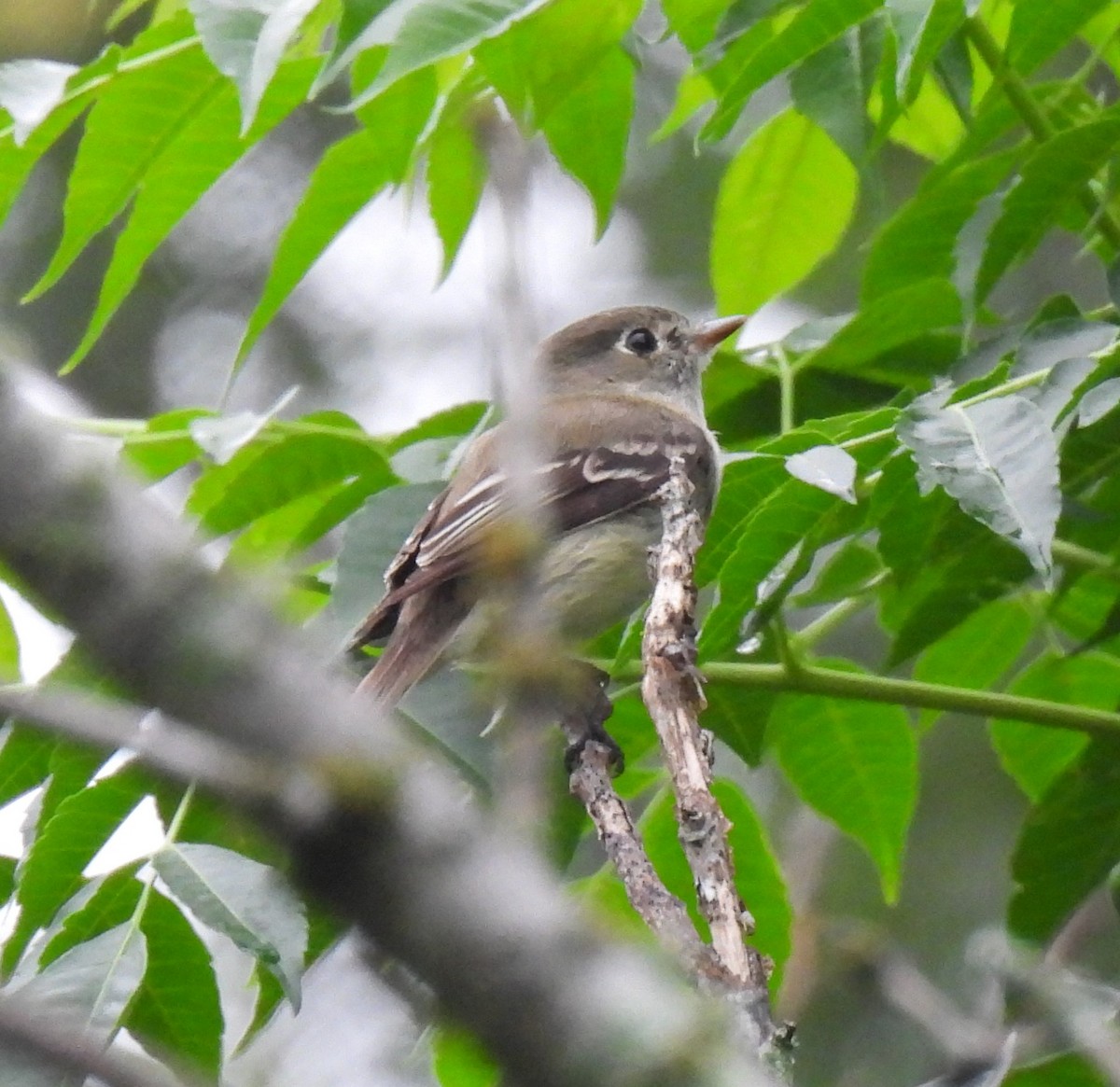 Least Flycatcher - Shelia Hargis