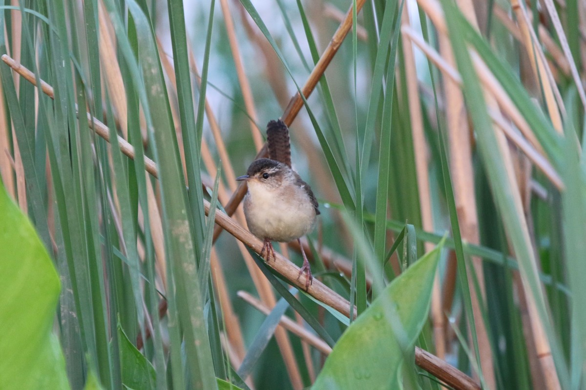 Marsh Wren - ML618954355