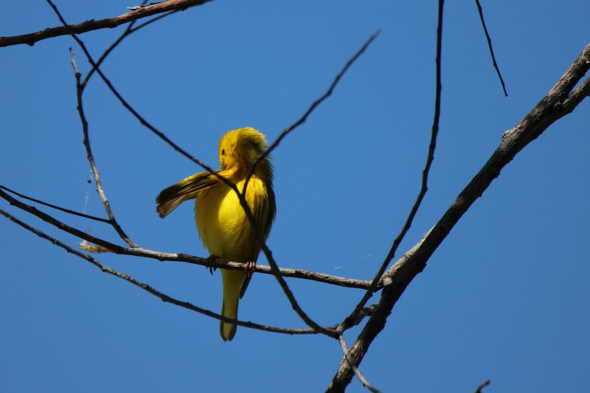 Yellow Warbler - Vicky Atkinson