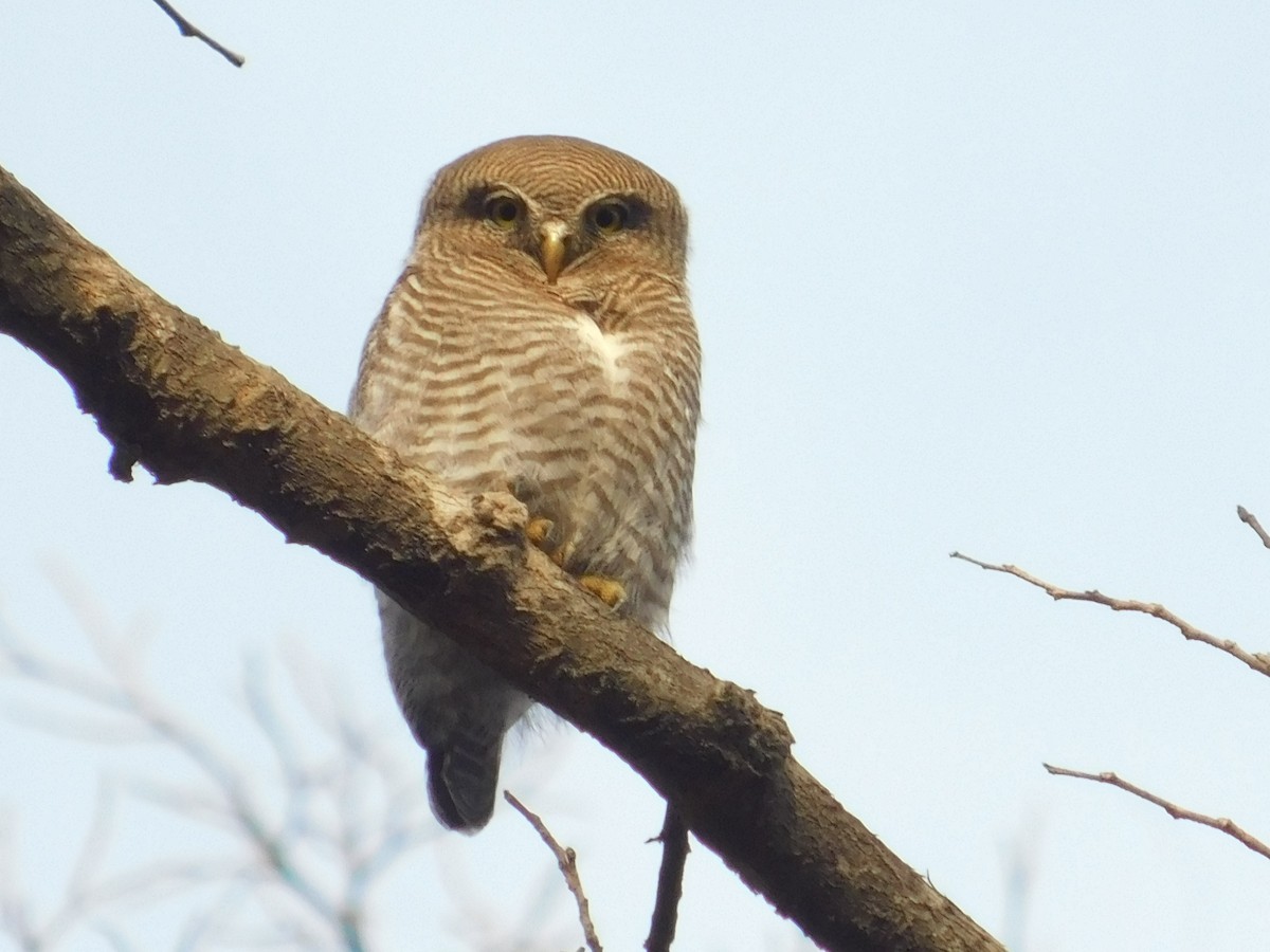 Jungle Owlet - NARSINGH MANI