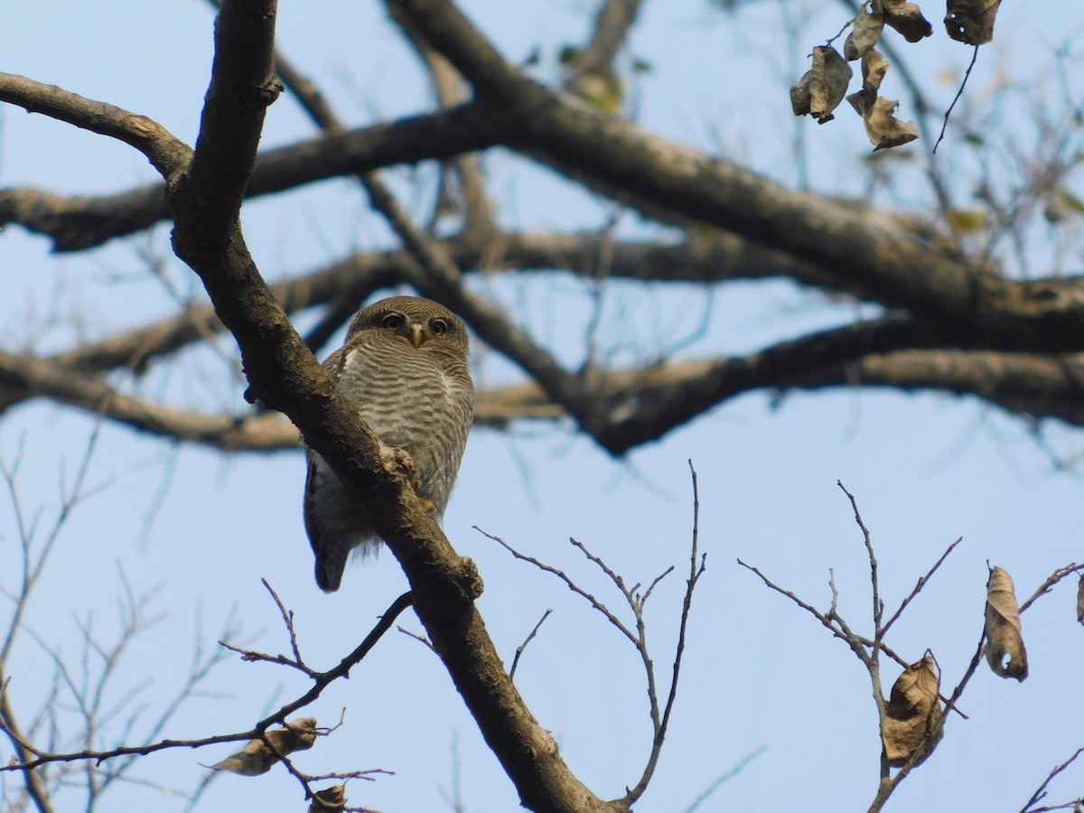 Jungle Owlet - ML618954421