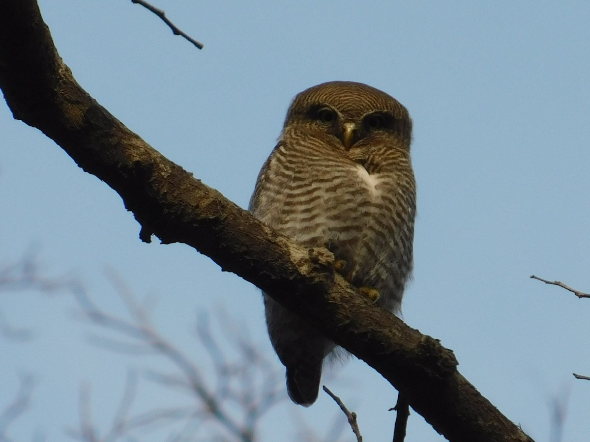 Jungle Owlet - NARSINGH MANI