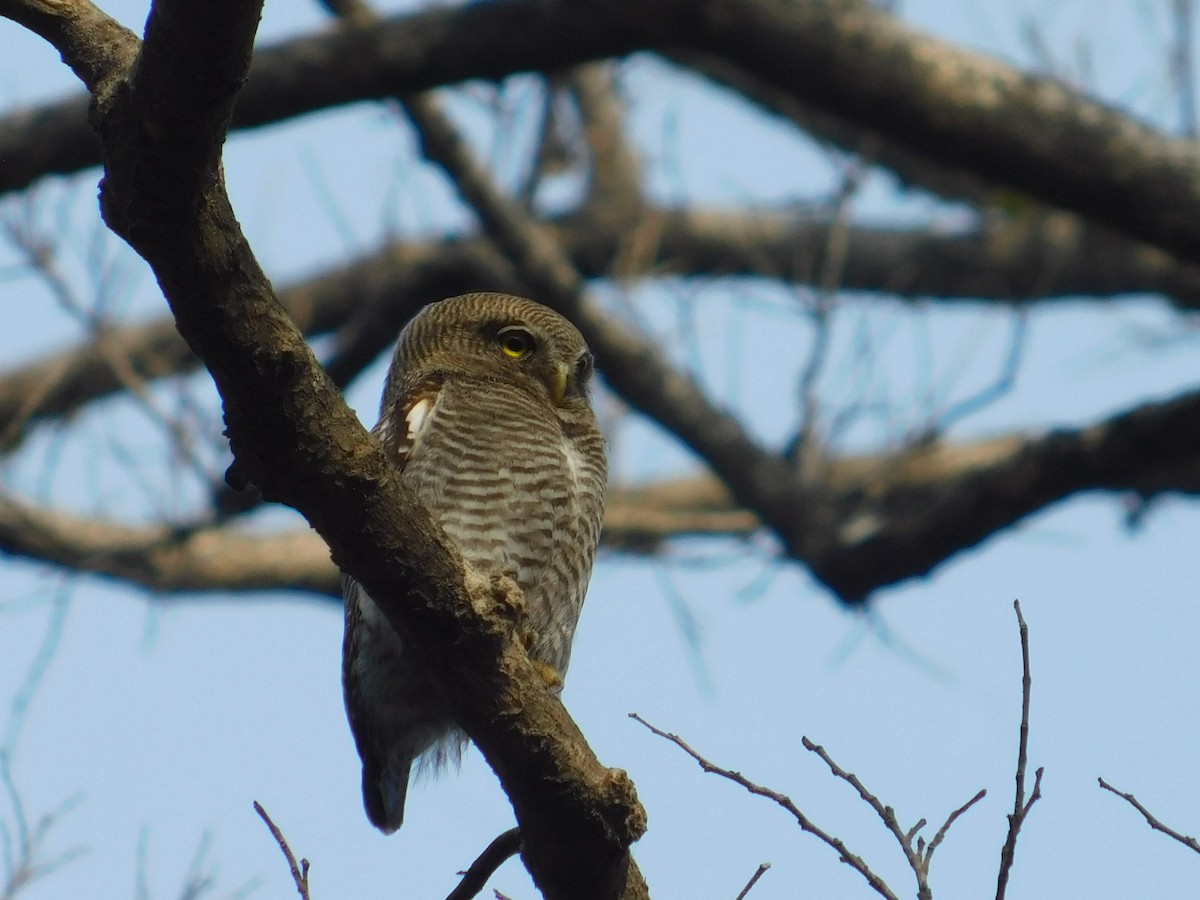 Jungle Owlet - ML618954426