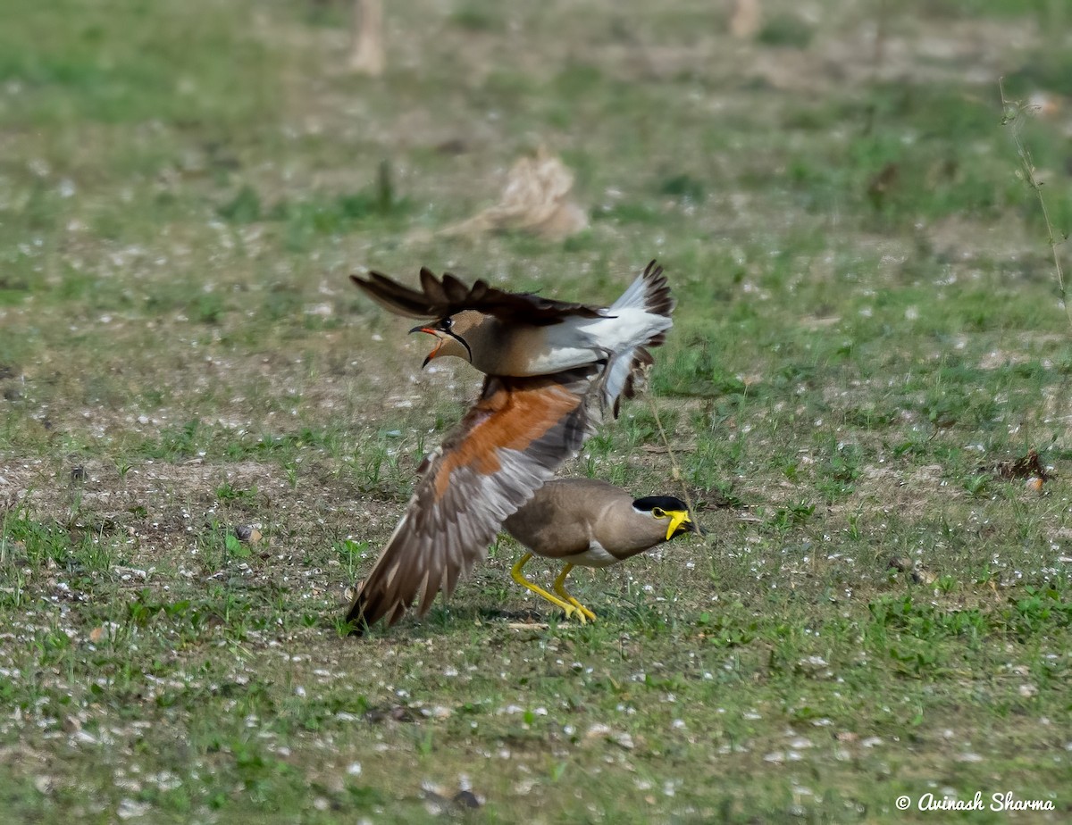 Oriental Pratincole - AVINASH SHARMA