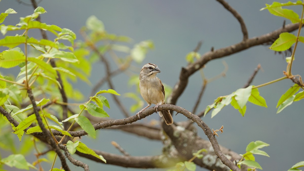 Tumbes Sparrow - Paul Gössinger