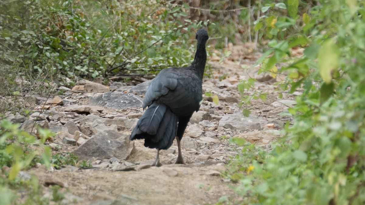 White-winged Guan - Paul Gössinger