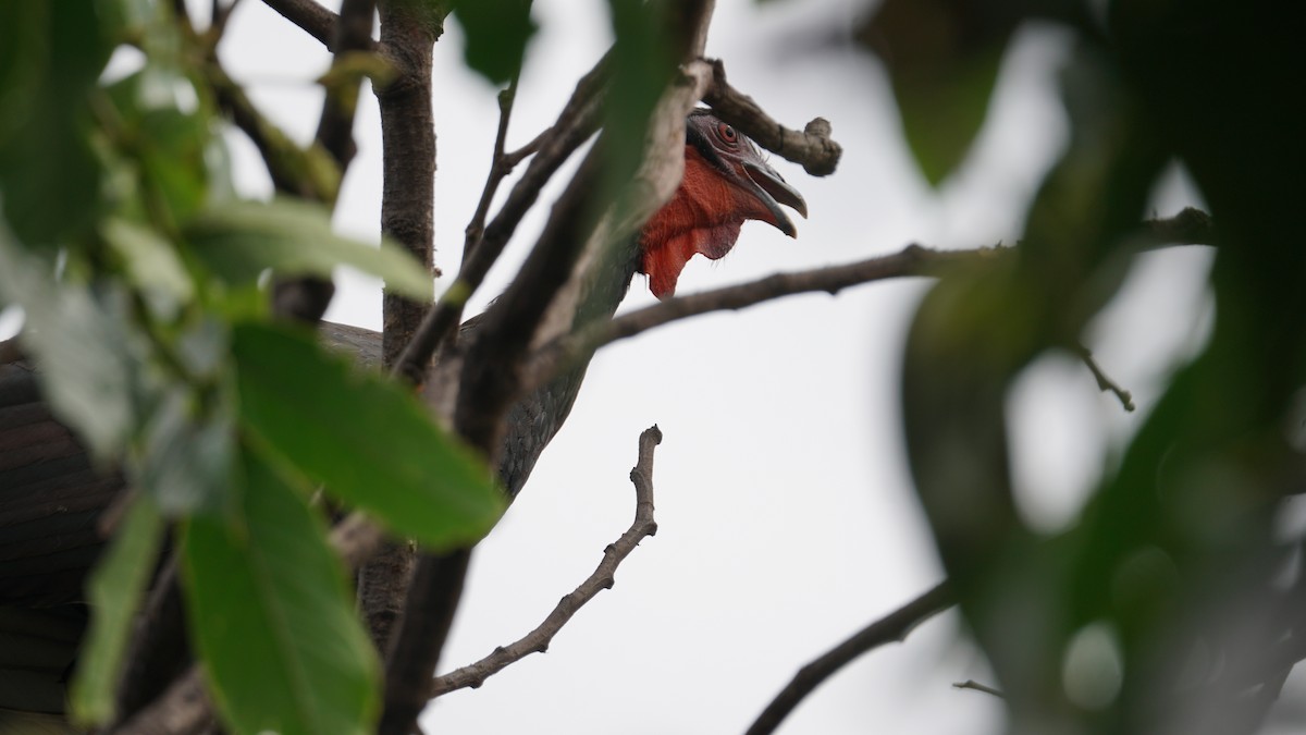 White-winged Guan - Paul Gössinger