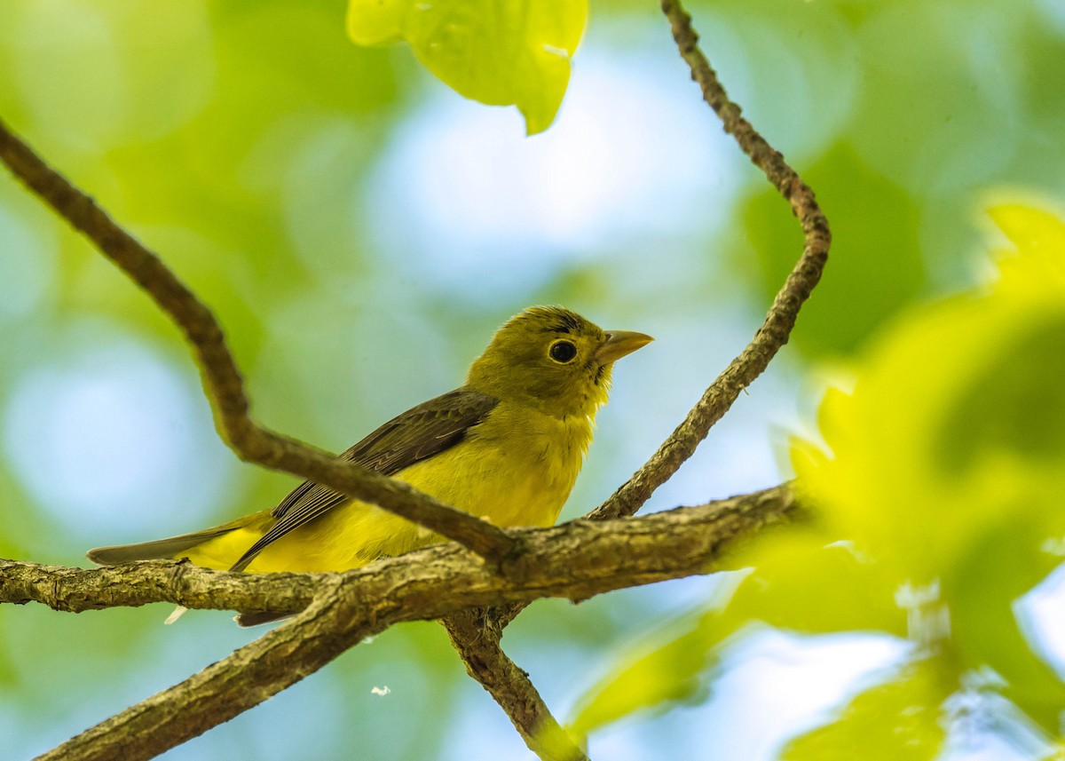 Scarlet Tanager - Harrison Ponn