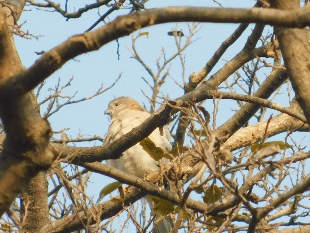 Shikra - NARSINGH MANI