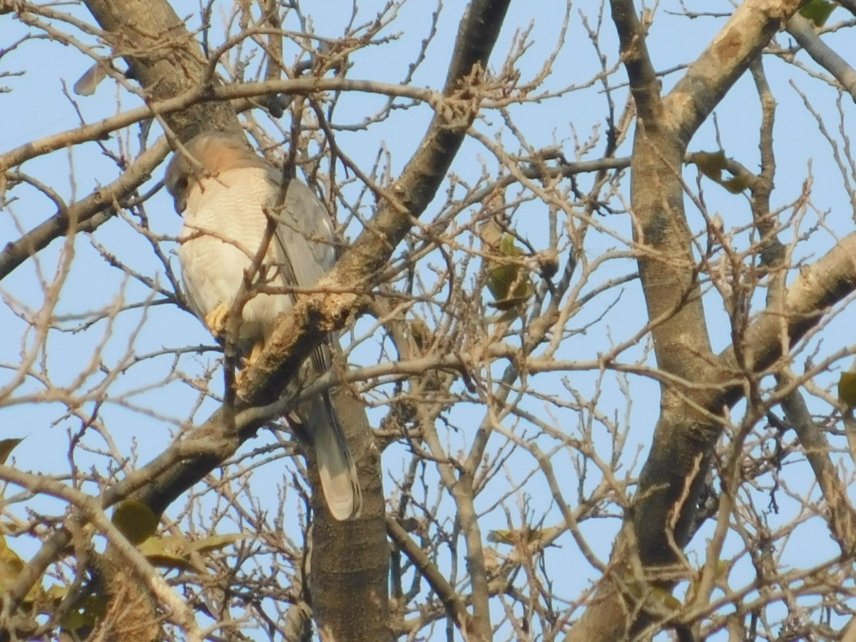 Shikra - NARSINGH MANI