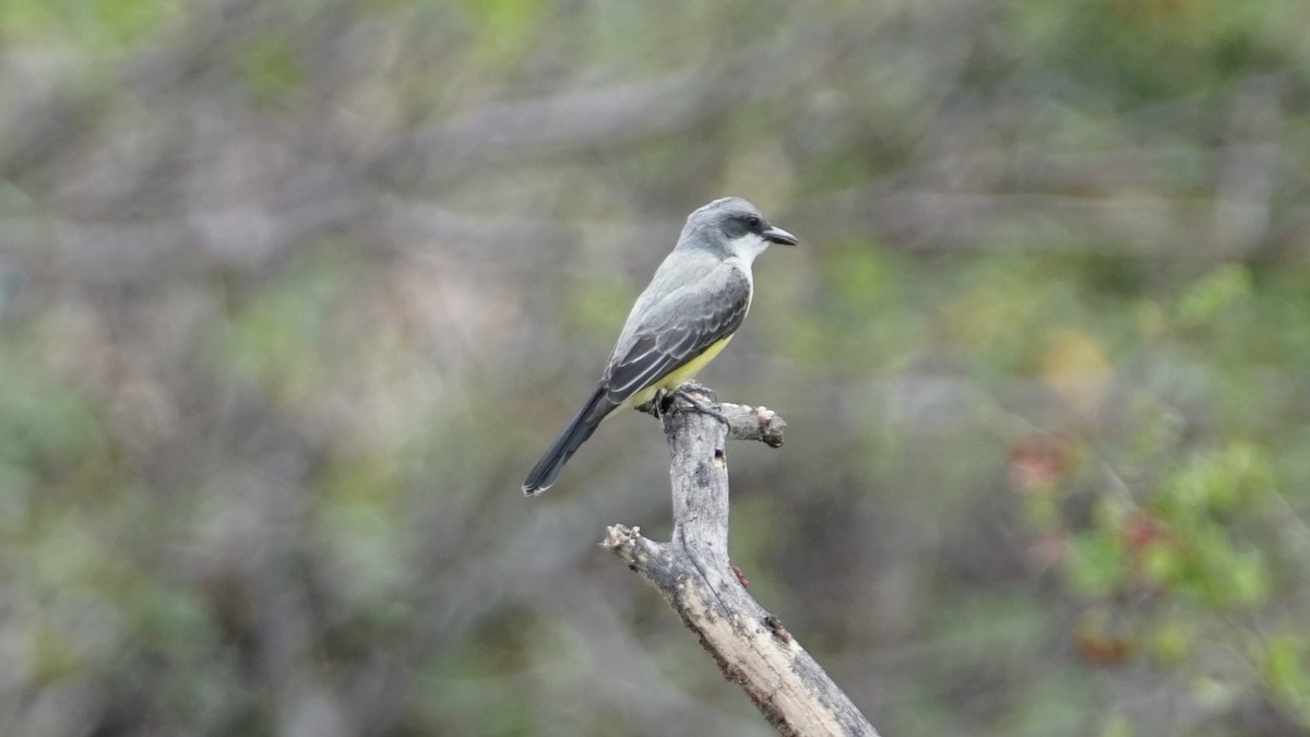 Snowy-throated Kingbird - ML618954498