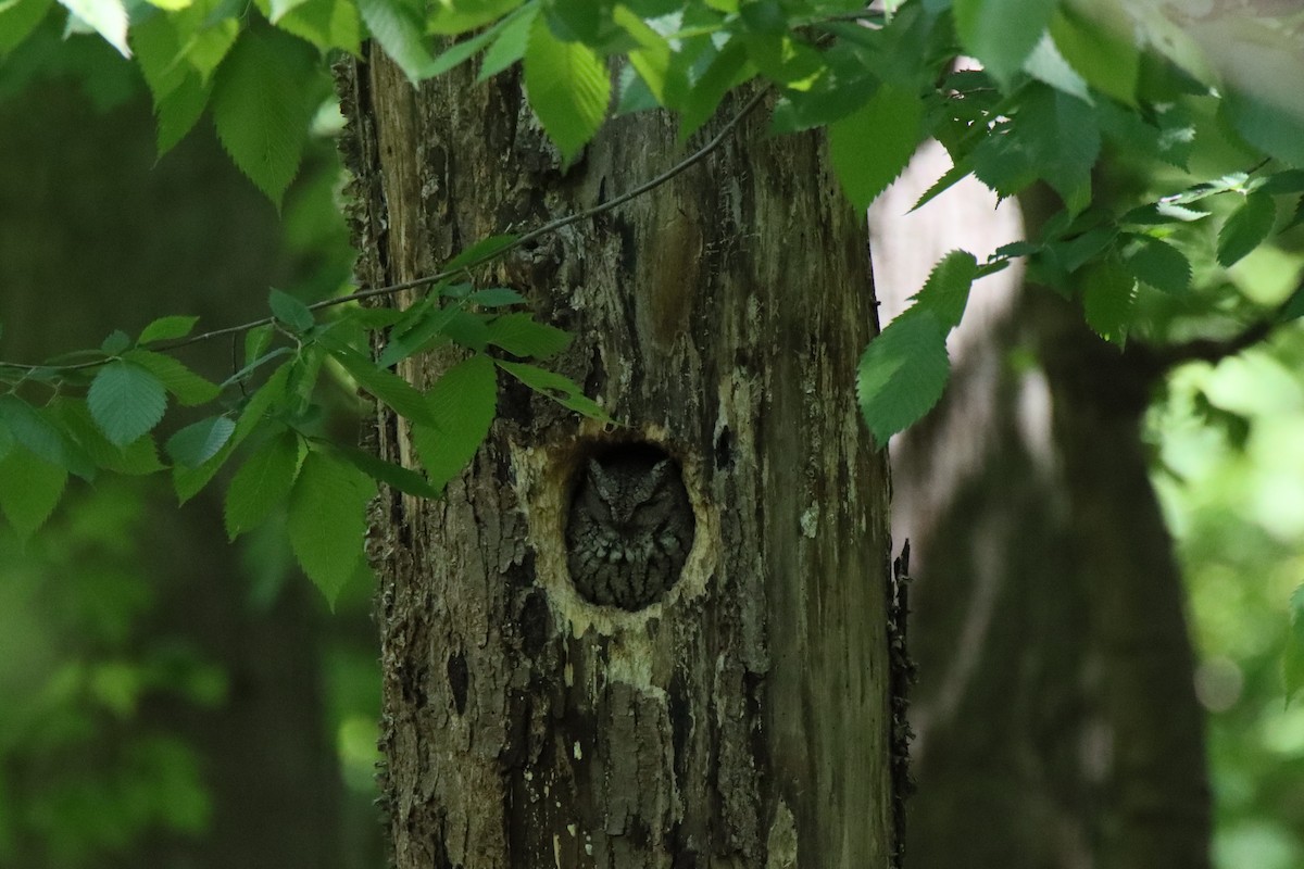 Eastern Screech-Owl - Vicky Atkinson