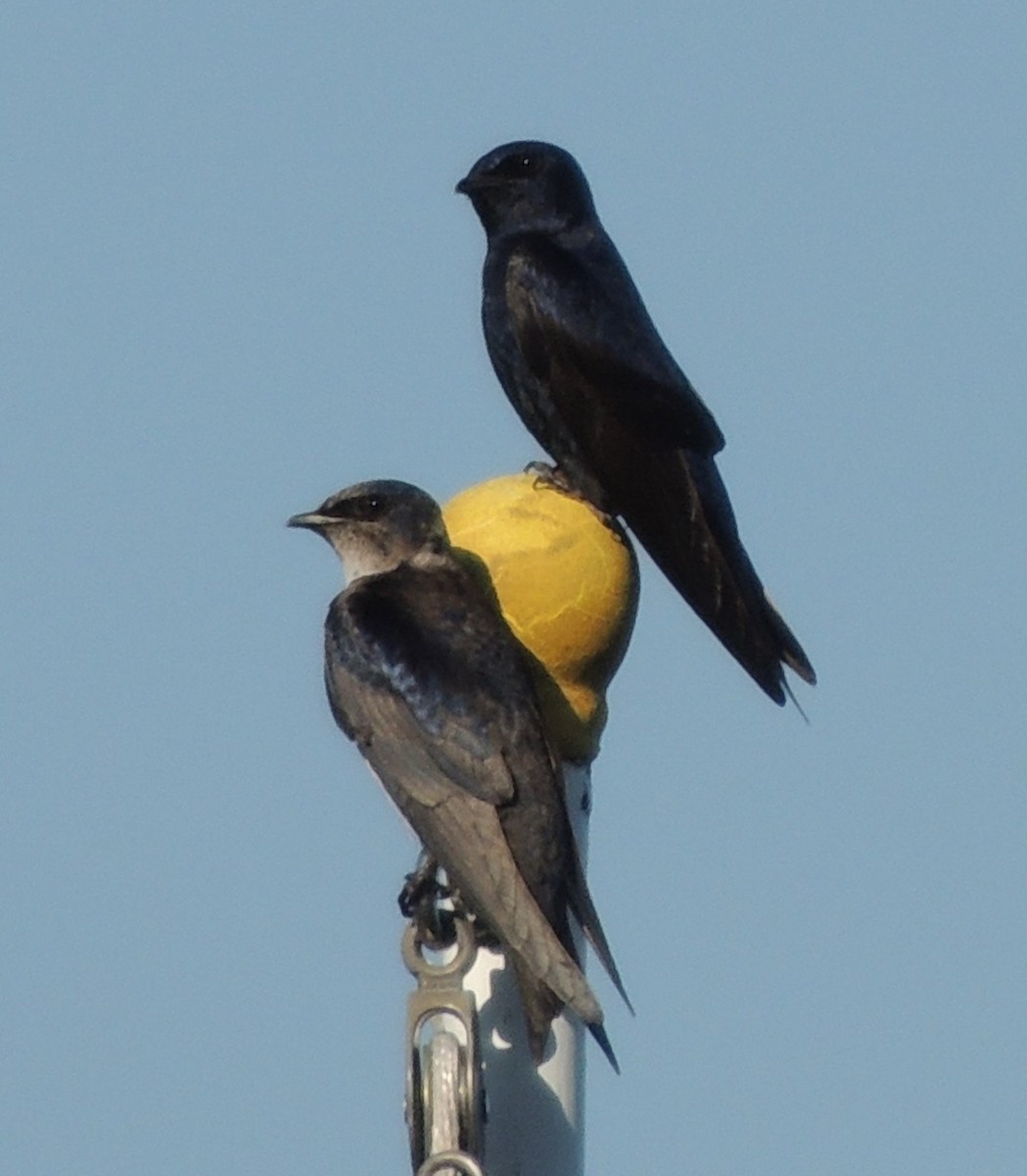 Purple Martin - Jeffrey C and Teresa B Freedman