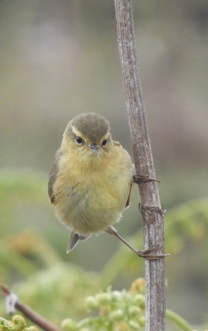 Buff-throated Warbler - ML618954520