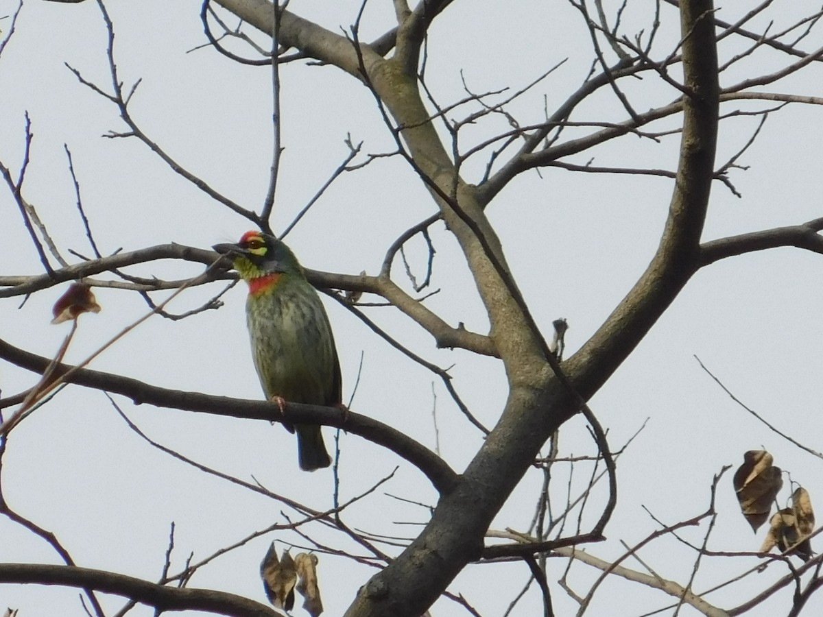 Coppersmith Barbet - ML618954521