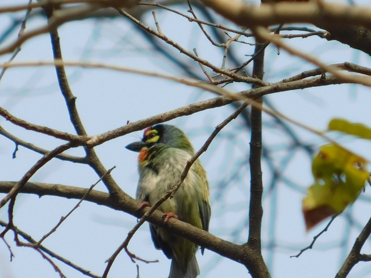 Coppersmith Barbet - ML618954522