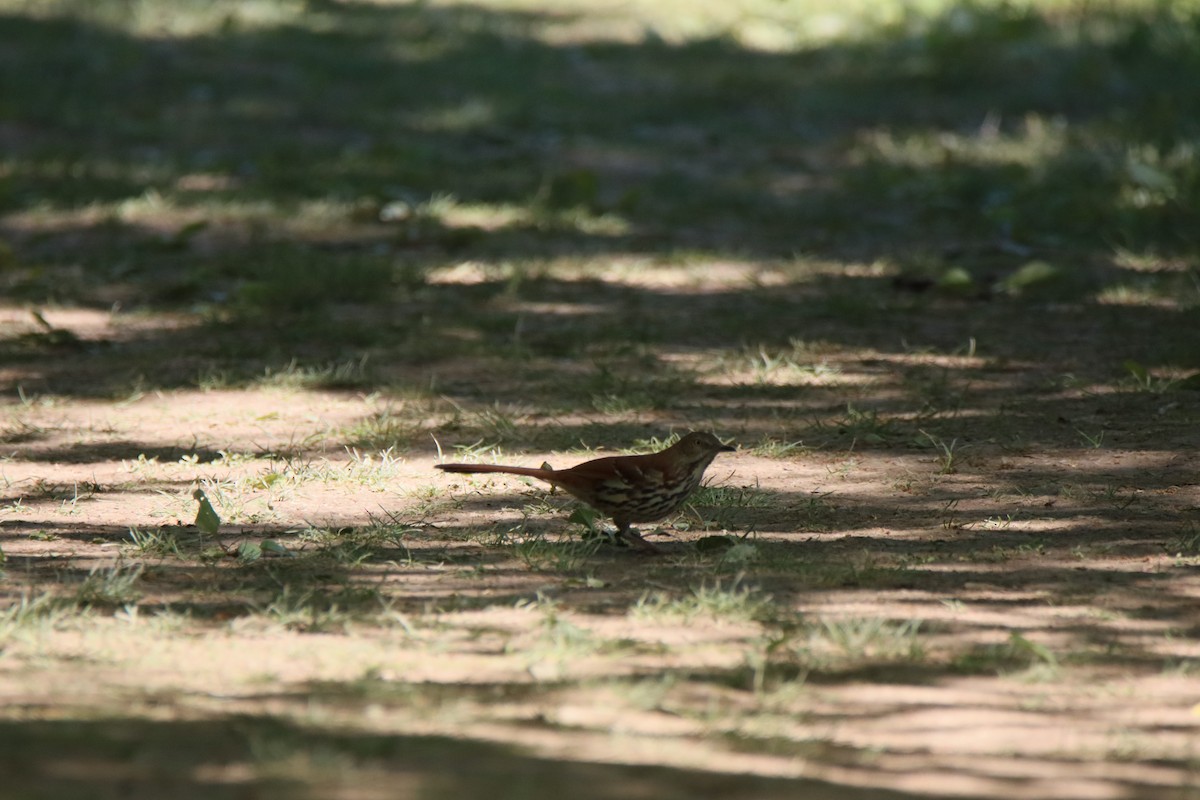 Brown Thrasher - Vicky Atkinson